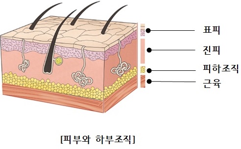 피부와 하부조직